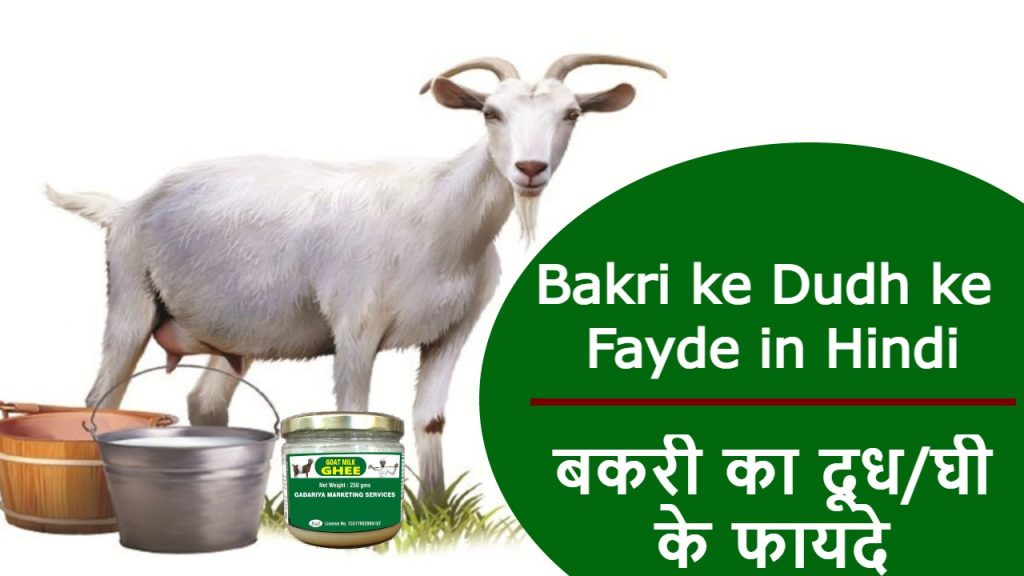 Bakri ke Doodh ke Fayde in Hindi – बकरी का दूध/घी  के फायदे