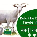 Bakri ke Doodh ke Fayde in Hindi – बकरी का दूध/घी  के फायदे